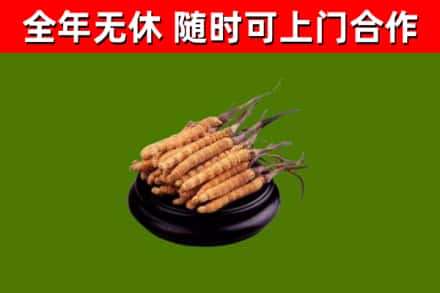 海伦烟酒回收冬虫夏草.jpg