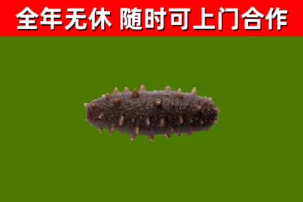 海伦烟酒回收干海参.jpg